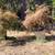 Japanese Maples, Cedar Hedge trees, Pecan, Topiary Evergreen 1 thumbnail