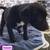 Cute puppies Looking for Loving Homes – Small Rehoming fee 2 thumbnail