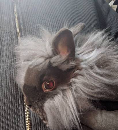 chocolate lionhead buck 1