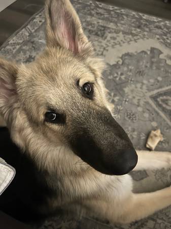 Retired with HIV and ESA dog ( my best friend ) need place to live 1