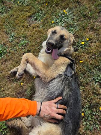BIG PUPPIES (Longview)63916332906371123