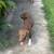 Dogs found 3 thumbnail