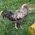 Bym green egger roosters 3 thumbnail