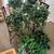 Silk artificial hanging plants, "Ivy" 3 thumbnail