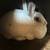 Male and Female bunnies with 2 cages and accessories 1 thumbnail
