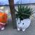 Zebra & Flow succulents in cute animal planters 9 thumbnail