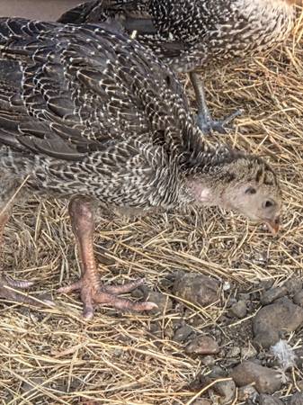 Broad Breasted poults - $30 (Yelm wa)63471370645123120