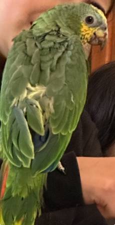 Lost red wing tipped Amazon PARROT with yellow face (West side)63970213663362120