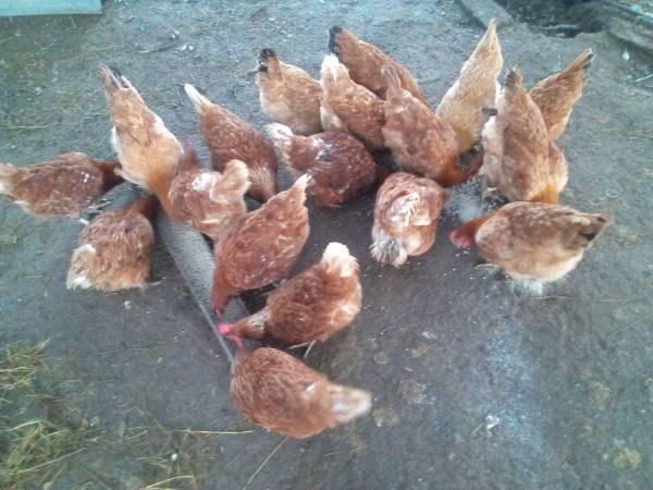 Black Tail Hybrid Reds 1