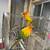 Sun conure pair 2 thumbnail