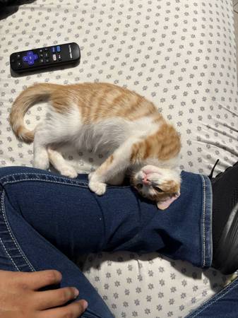 Free cats 4 and 6 month olds (Bakersfield)64014695921537122