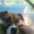 American bulldog mix puppy 14 thumbnail