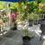 Grape vine 1 thumbnail