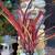 3 large red Bromeliads for sale $25 for all 2 thumbnail