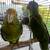 Baby Amazon yellow heads 1 thumbnail