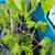 Grape plants 2 thumbnail