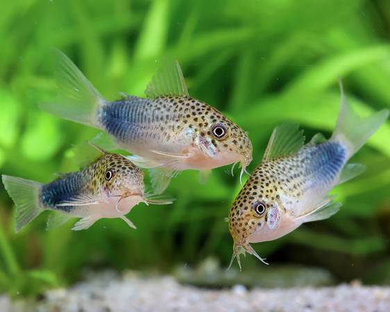Corydoras Violetta Similis Cories 1