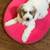 puppy 11 thumbnail