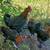 French Black Copper Marans 4 thumbnail