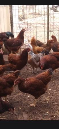 Colorful Egg Layers & Pullets – Build Your Own Easter Basket! ($30 - Elton, LA 1