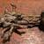 Old Bronze Buddha Hindu Bodhisattva Tibetan Nepal Vasudhara 8 thumbnail