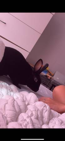 bunny cage included with bedding and food (Reading)64307334646659120