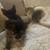 Cat 6 thumbnail