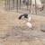 Juliana pigs 1 thumbnail
