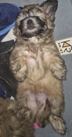 Cute yorkie boy (Kankakee)63848346110467121