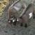 Nigerian Dwarf Goats 2 thumbnail