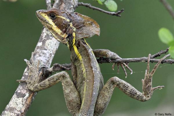 Brown basilisk 1