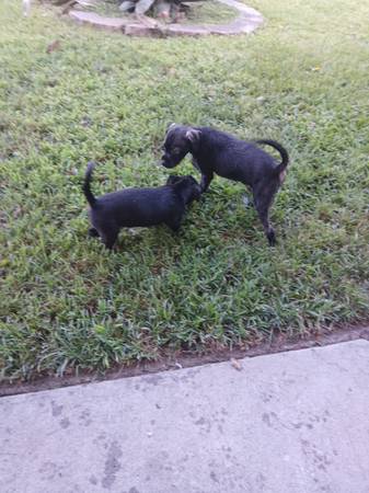 Cachorros disponibles577484502954813446