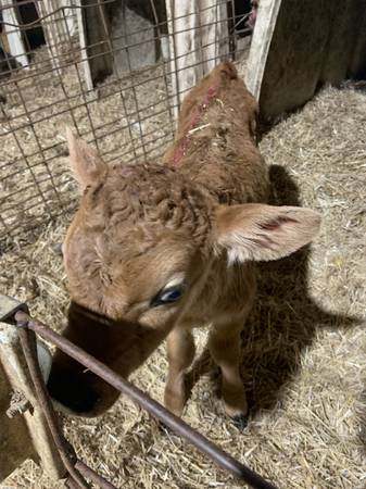 $20 Calf 1