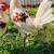 Gallo gallos pollos stag polla roosters gamefowl 3 thumbnail