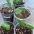 $5 Each Improved Meyer Lemon Fruit Tree Seedling Live Plant  Cash only 2 thumbnail