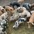 Feeder Pigs 2 thumbnail