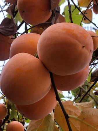 Organic Large Chocolate Persimmons 1