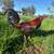 Kelso Hennie Gamefowl 5 thumbnail