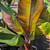 Red Banana Tree 9 thumbnail