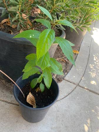 Avocado Tree 1