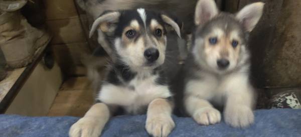 Husky/gsd mix puppies (Monroe)63853464858625124