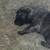 Belgian Malinois/ Dutch Shepherd Puppies for Adoption 2 thumbnail