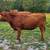 Gentle Heat Tolerant Grass Efficient Cows - Gelbvieh/Red Angus/Senepol 16 thumbnail