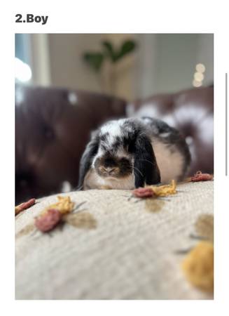 Holland Lop Bunny Rabbit 1