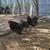 Trio of blue and black bantam Orpingtons chickens 3 thumbnail