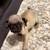 Pug puppy 2 thumbnail