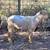 Nigerian Dwarf goats- 2 babies, 1 nanny, 3 bucks 6 thumbnail