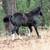 Dbl Reg. BLACK BEAUTY 2 yr old filly! 17 thumbnail