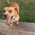 Rehoming a stray dog 1 thumbnail