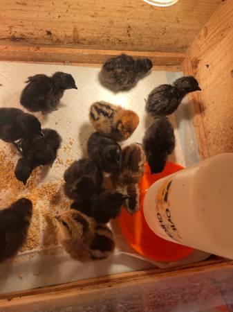 Chicks 1